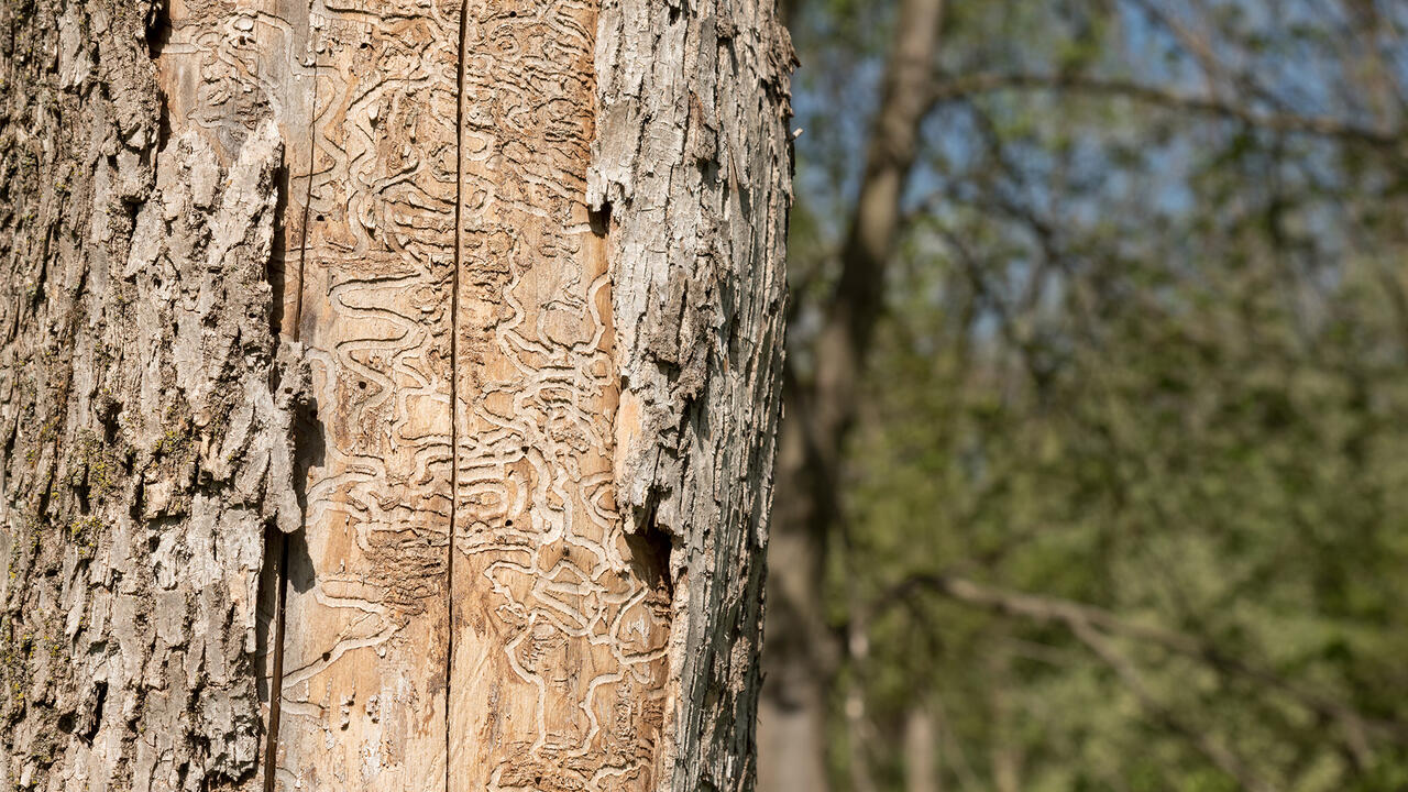 Signs of emerald ash borer on a tree