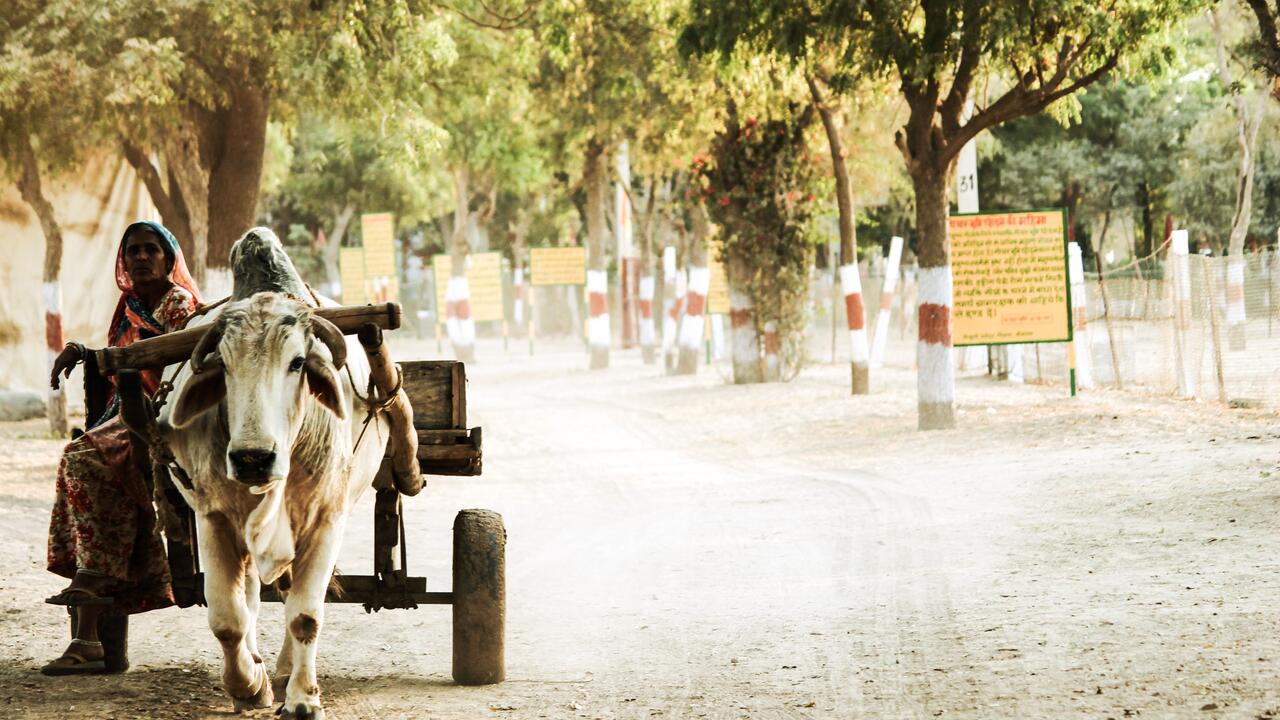 Image of older Indian woman sitting on a carriage pulled by a cow on a dirt road in India