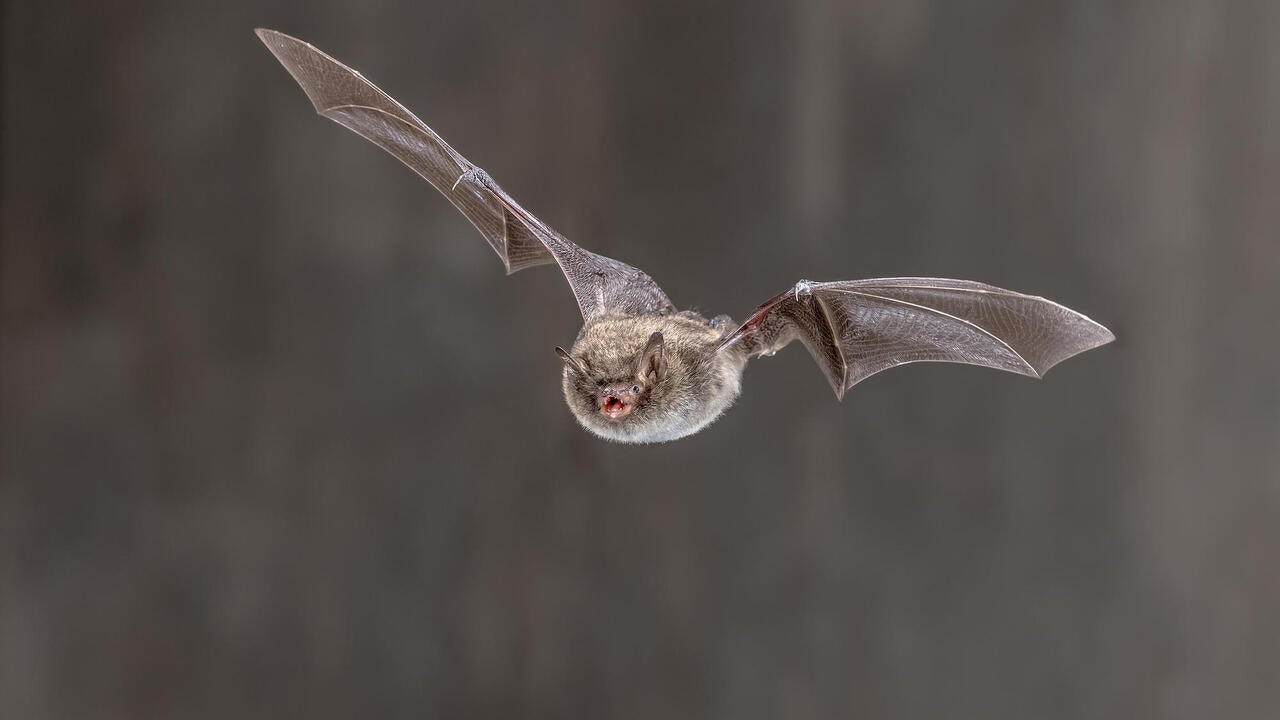 The photo shows a European bat species affected by White-nose Syndrome.