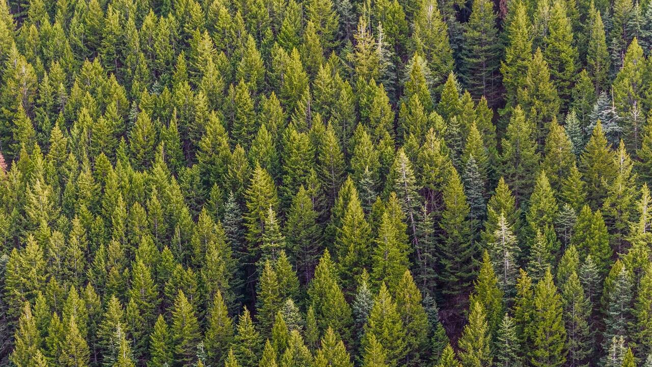 aerial view of an evergreen forest