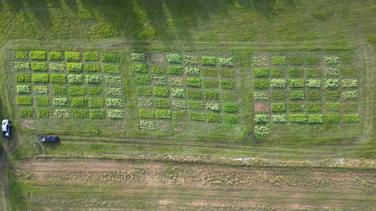 Aerial shot of a farm growing peas and oats.
