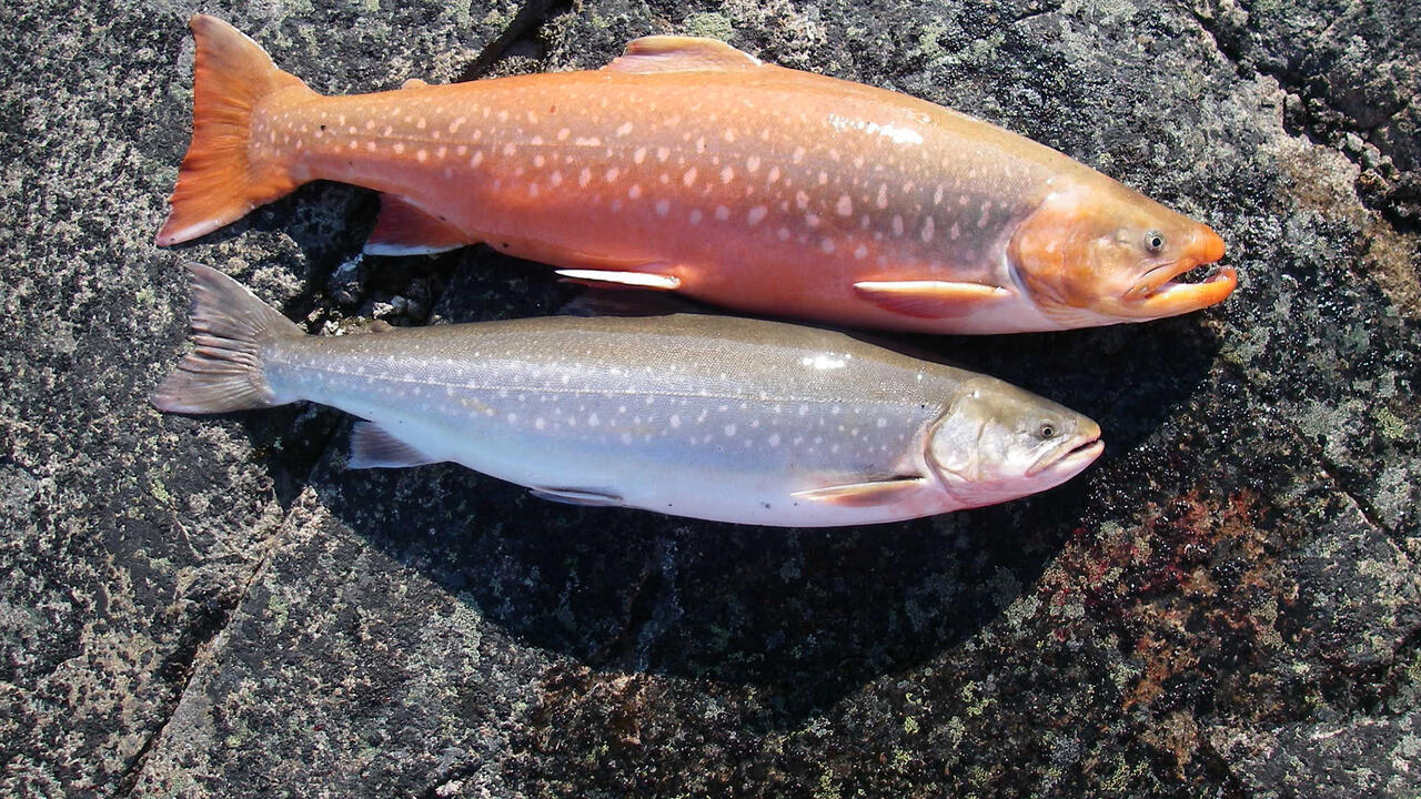 Two arctic char