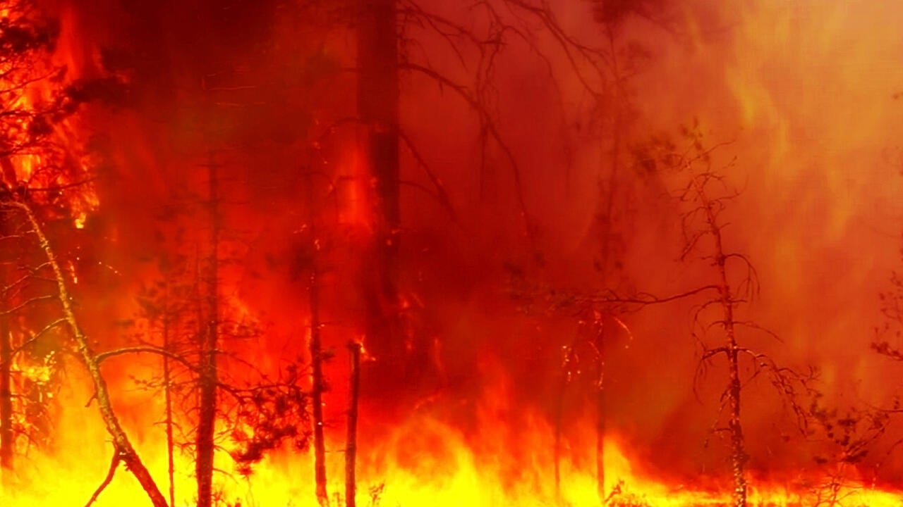 Large fire engulfs trees