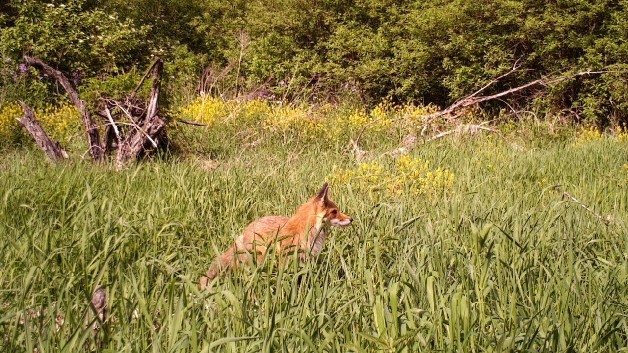 Fox in the UW Urban Forest.