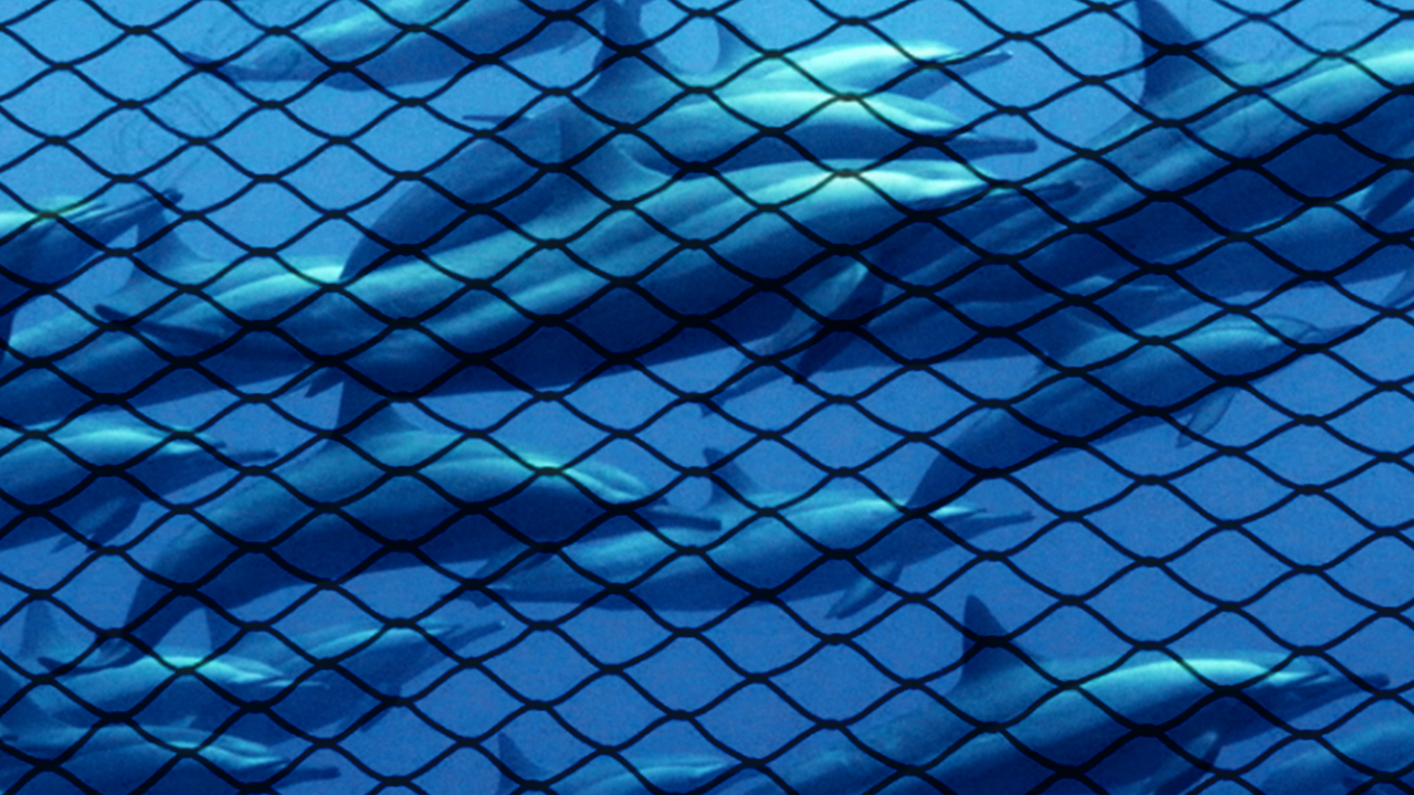 Dolphins in a net.
