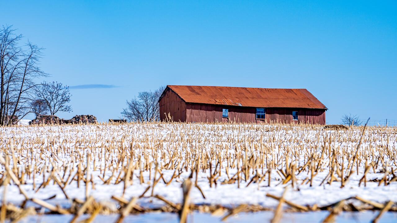 farmer's field with corn stalks and snow