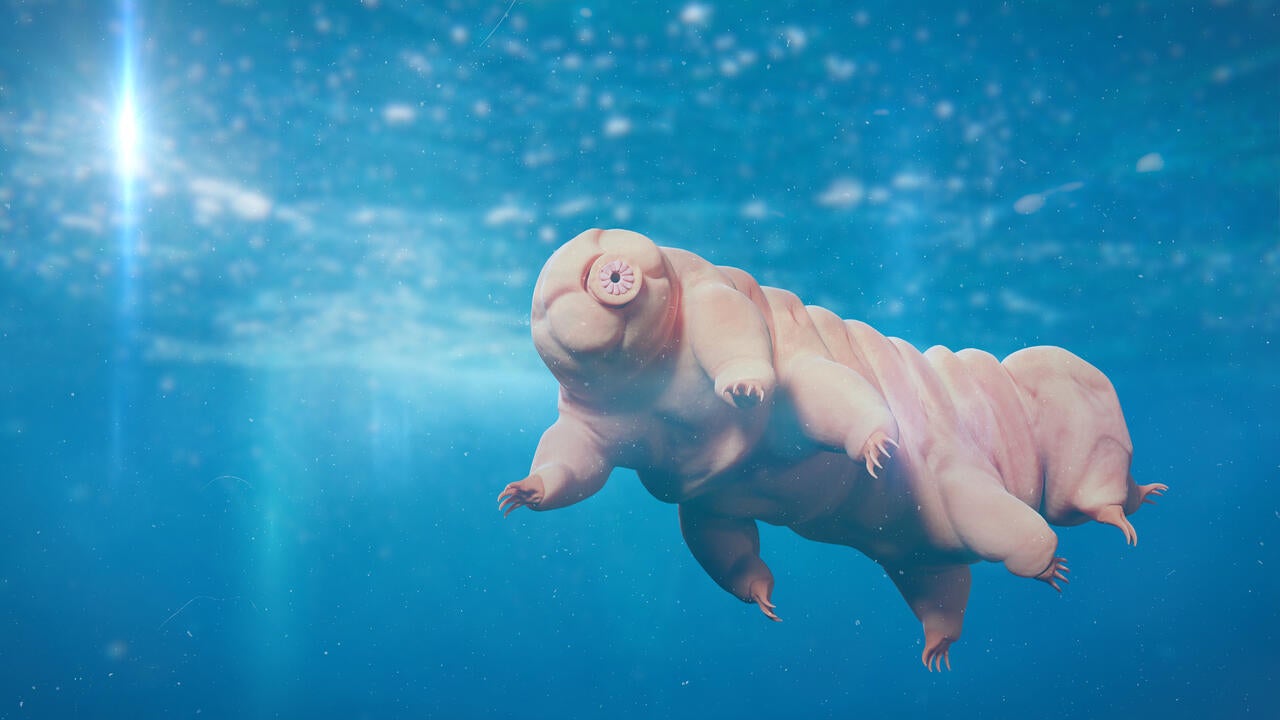 Tardigrades are microscopic eight-legged animals that can withstand extremely low temperatures