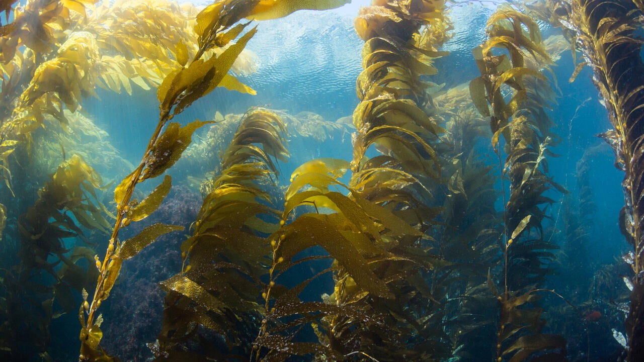 Wide Angle view of a kelp forest (Macrocystis pyrifera) at Catalina Island, California