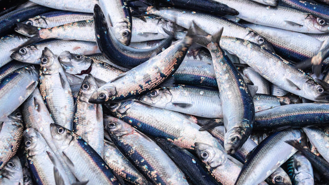 A huge catch of herring fish on the boat out in the North Sea