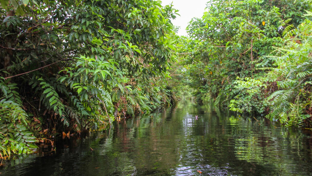 Stream in Indonesian peatland forest 