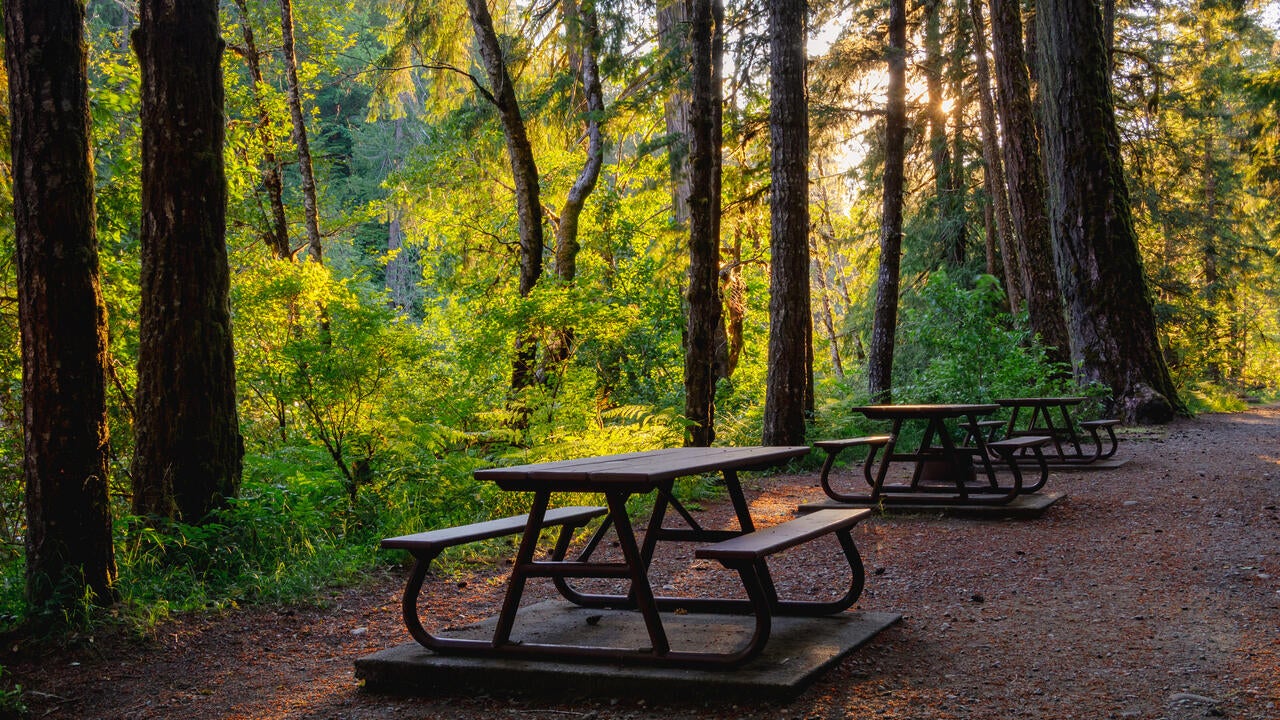 Late day sun shining through the forest at Stamp Falls Provincial Park, Vancouver Island Forest