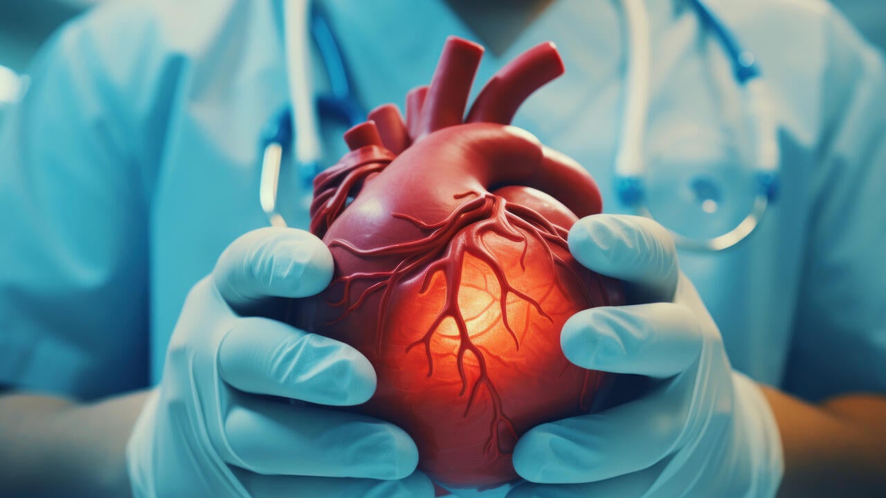Doctor holding human heart model.