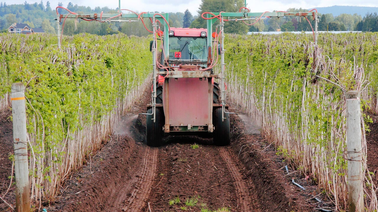 A farmer uses specialized equipment to fertilize his raspberry field