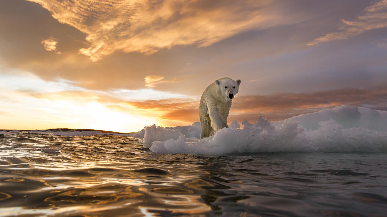Polar Bear in Repulse Bay, Nunavut, Canada