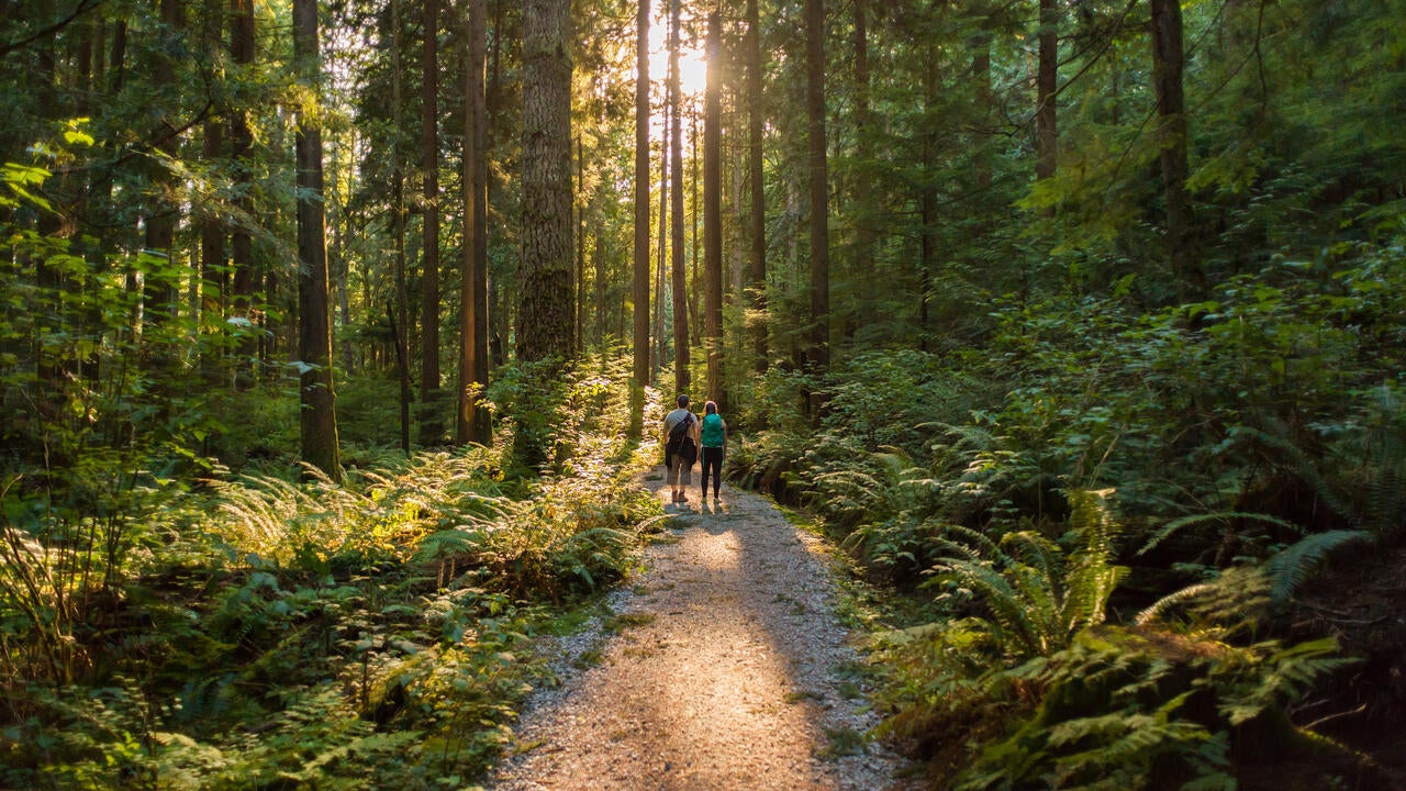 Man and woman hikers admiring sunbeams streaming through trees 