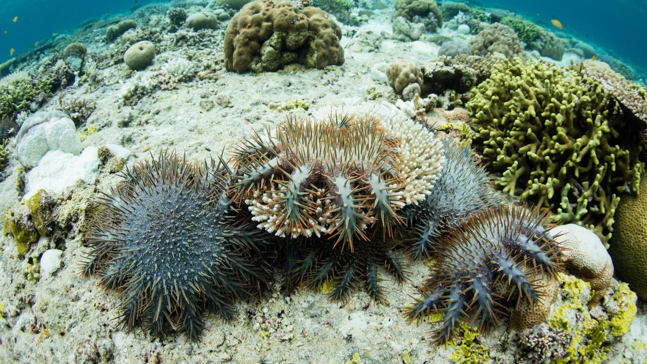 Crown of thorns starfish feeding on corals
