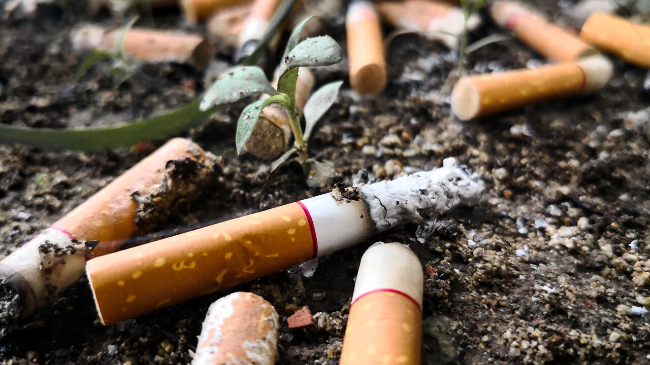 Cigarette butts discarded on ground