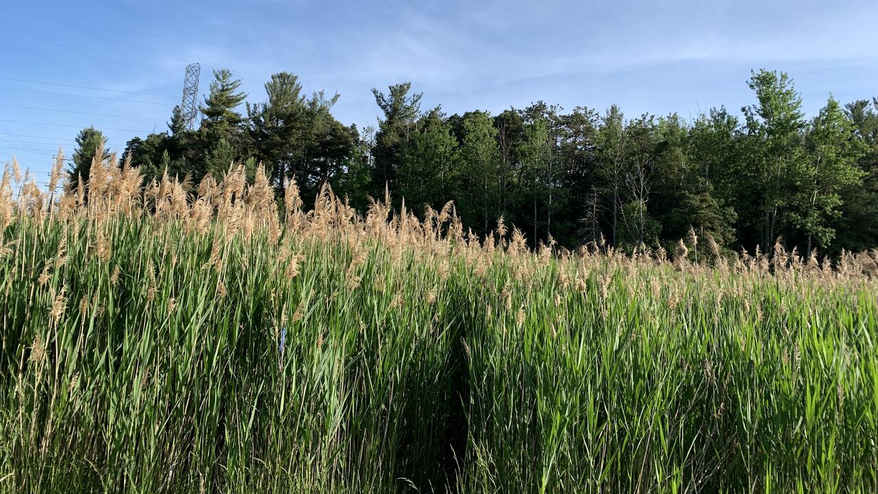 Phragmites in a wetland