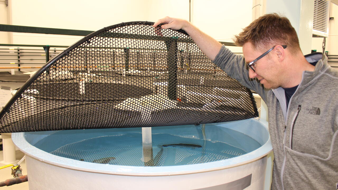 Paul Craig, one of the lead researchers in the new WATER facility, looks at fishes in a tank. at fishes 
