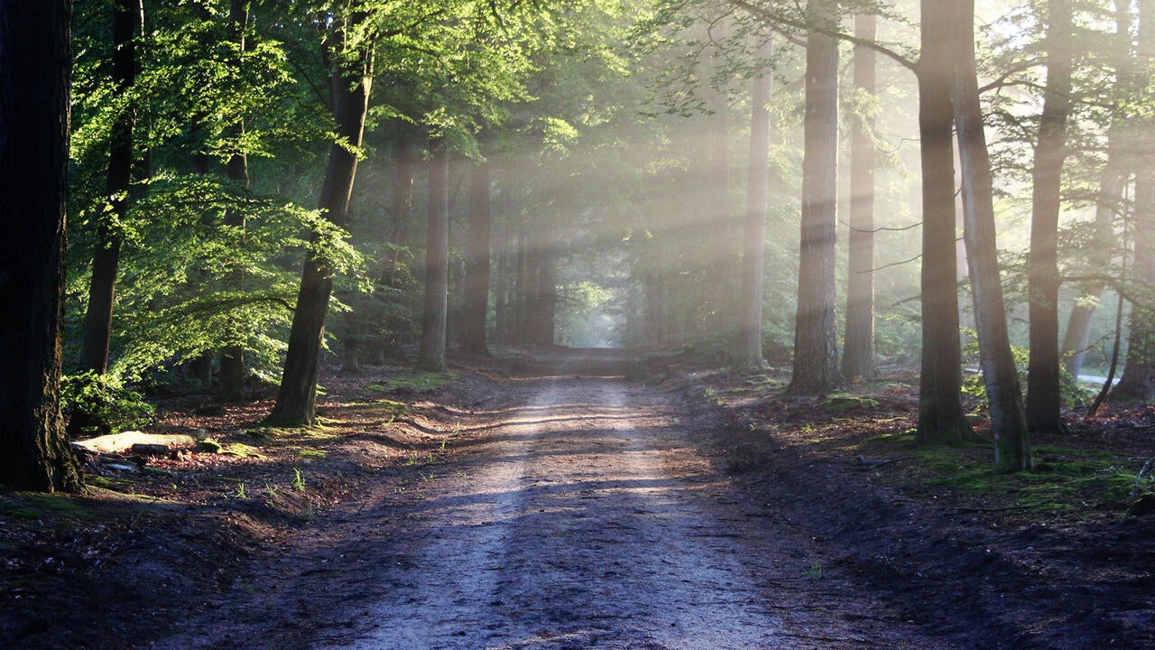 Pathway in nature