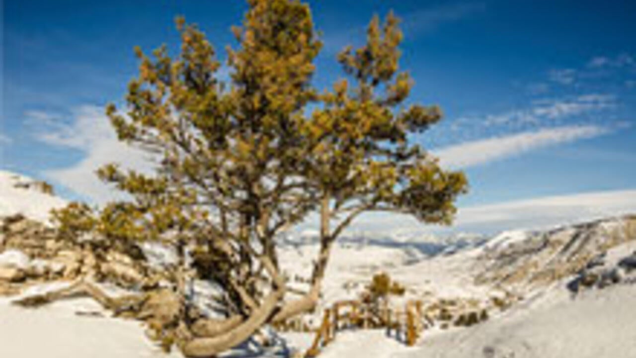 a decimated whitebark pine tree