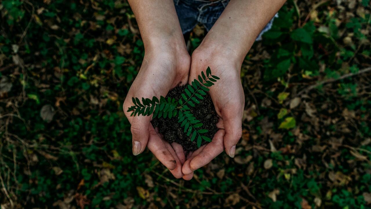 Hands holding a plant