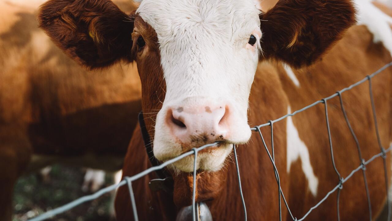 Cow in field.