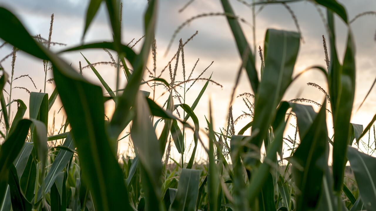close up in a corn field