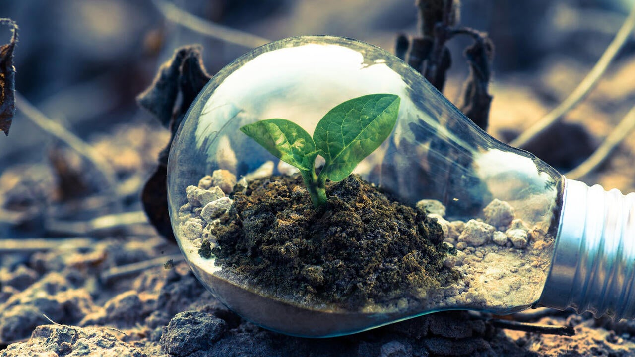 Small two leaf plant inside light bulb on ground by Singkham