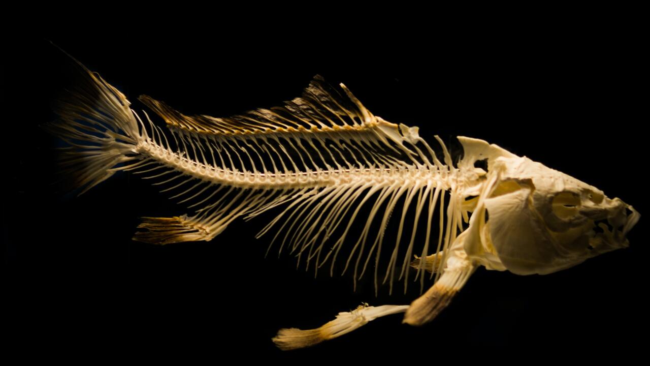 Fish skeleton