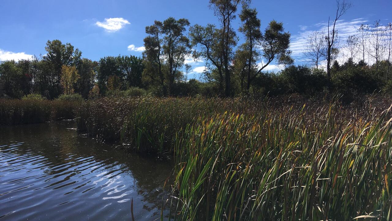 Laurel Creek Conservation park 