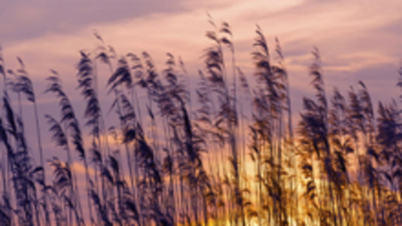 Phragmites australis