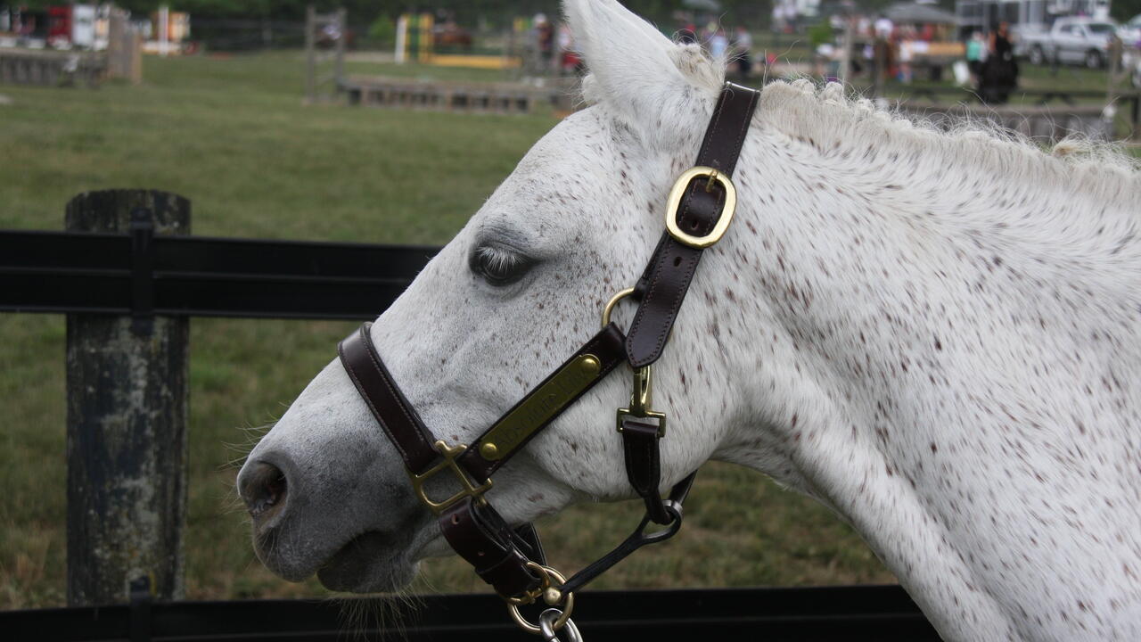 a pony stands in front of a fence