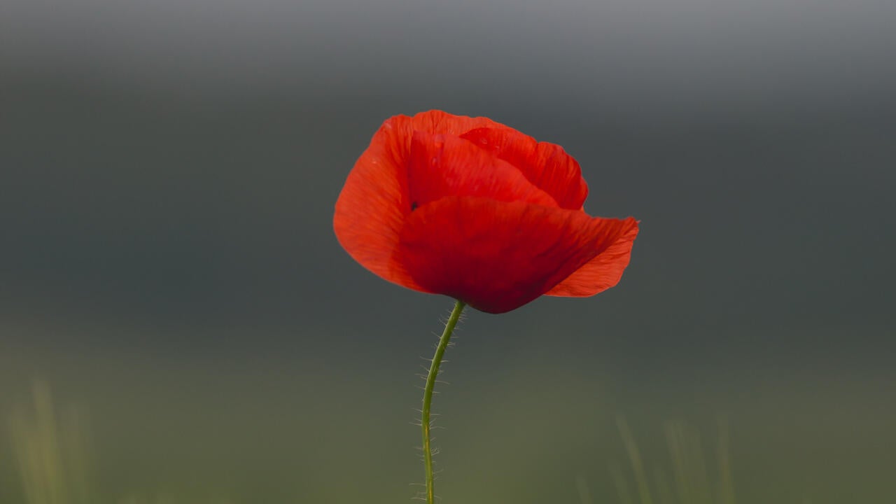 A poppy in a field 