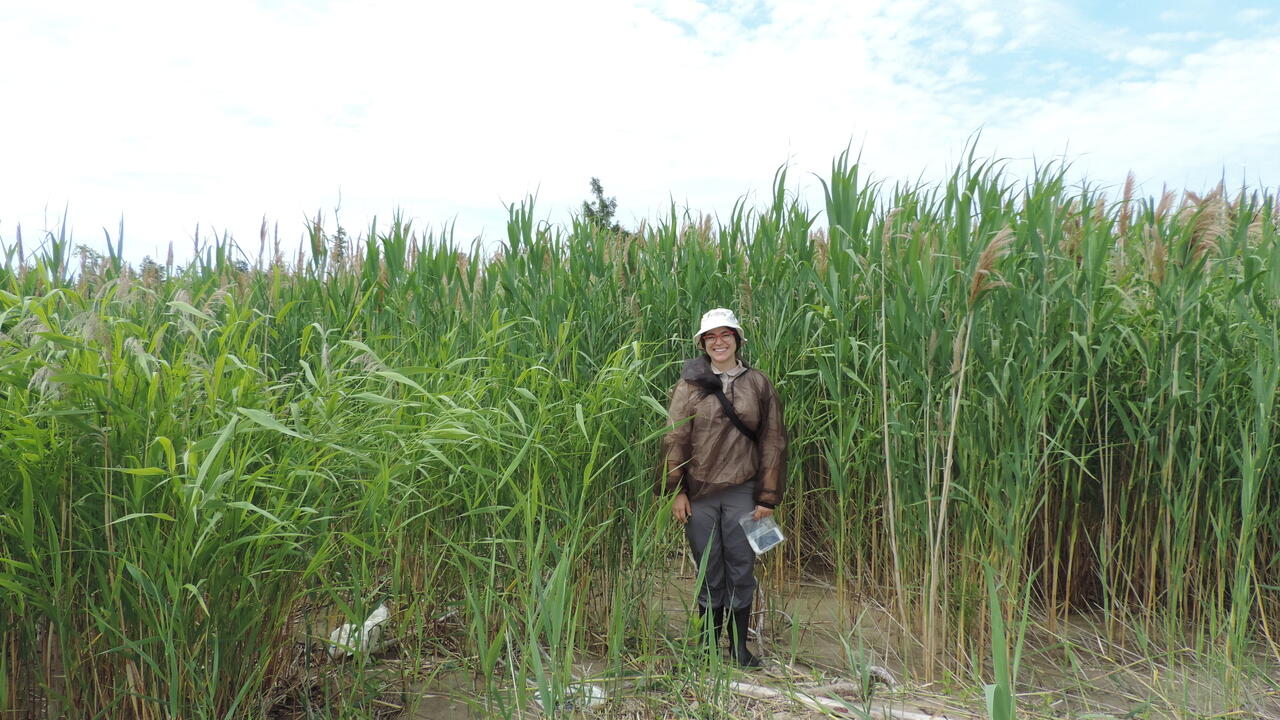 Rebecca Rooney is wearing rain gear in a wetland in Long Point, Ontario.