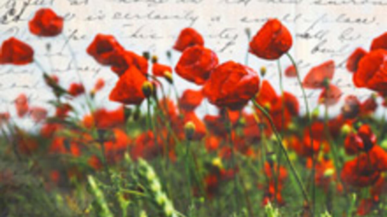 Field of poppies with soldiers letter