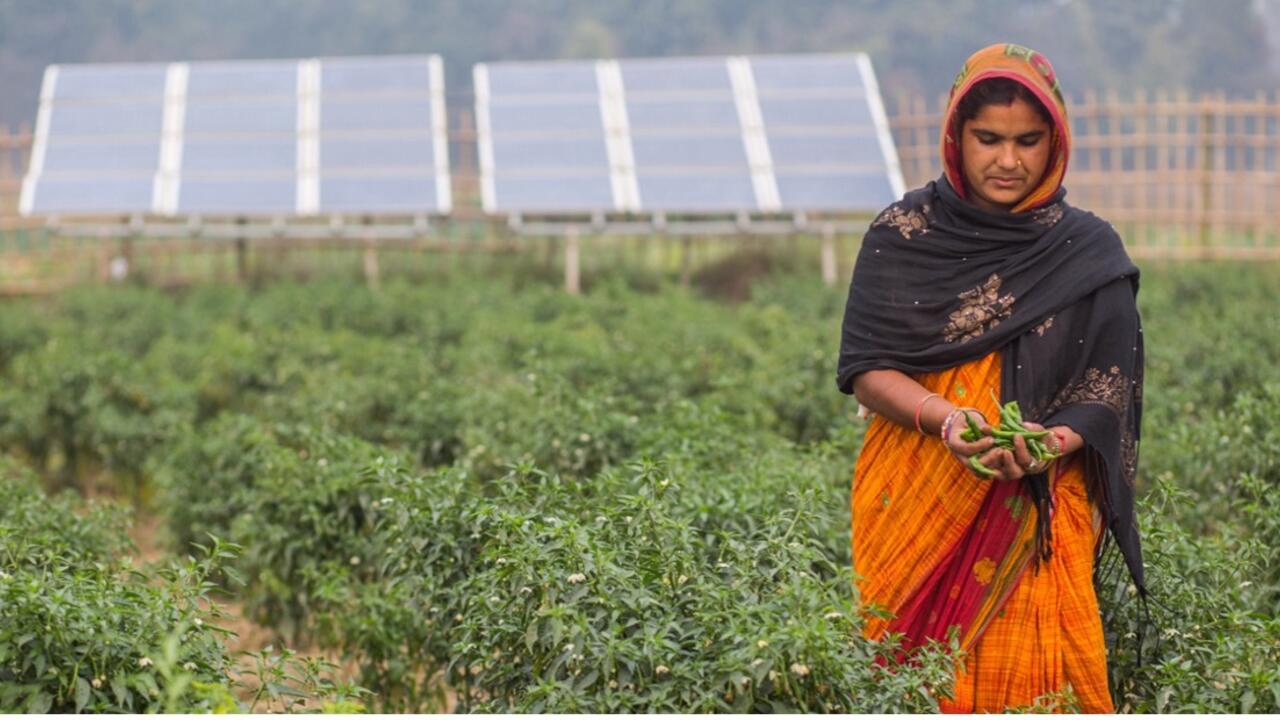 Woman harvesting homegrown plants with solar panels in the background