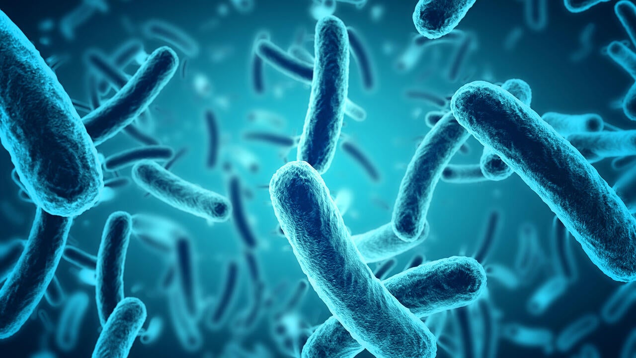 Salmonella microbes
