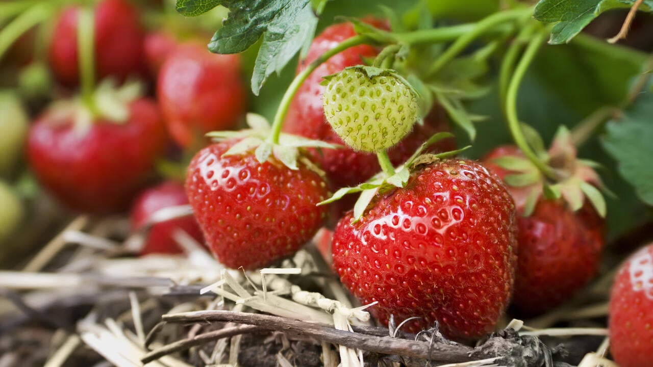 ripe strawberries growing on a bed of straw