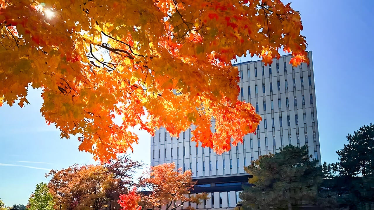 Dana Porter Library in the fall term with orange red maple leaves