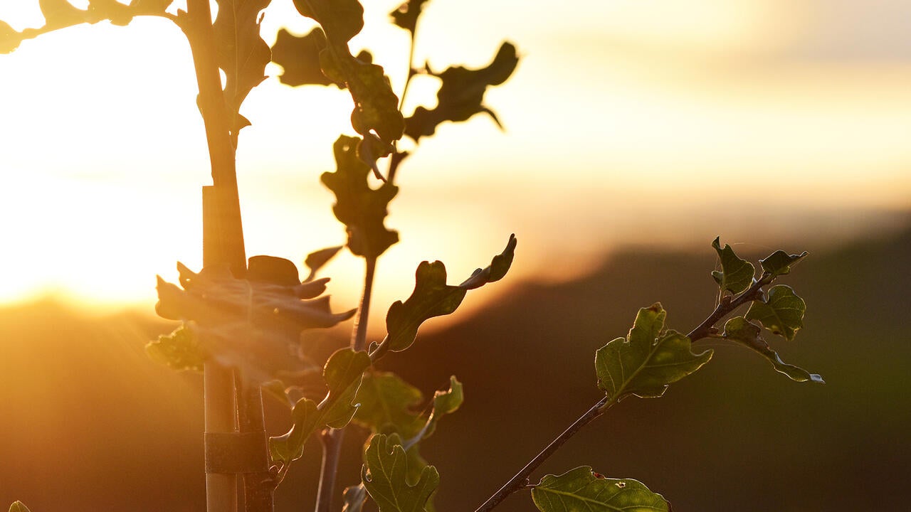 Tree branches in front of sunset