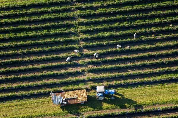 Aerial view of a tractor on a large green field