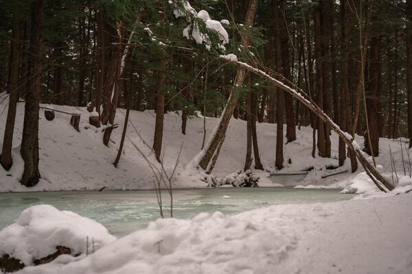 Wetland in Waterloo during winter