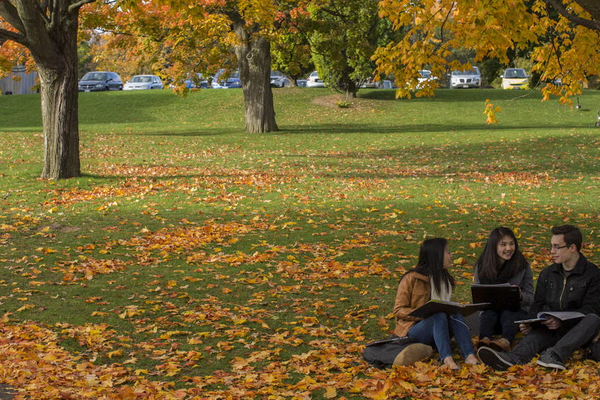 Students sitting beneath a tree surrounded by fallen leaves 