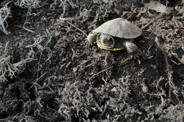 Blanding's turtle hatchling.