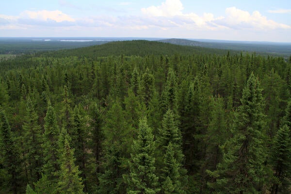 wide expanse of coniferous trees