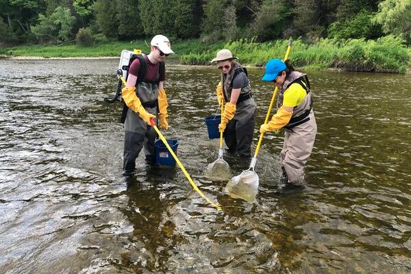 Three people standing in a stream collecting fish with nets