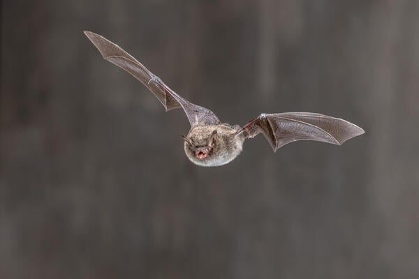 The photo shows a European bat species affected by White-nose Syndrome.