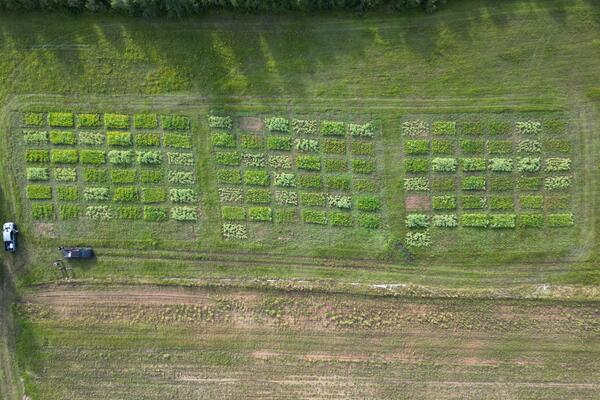 Aerial shot of a farm growing peas and oats.