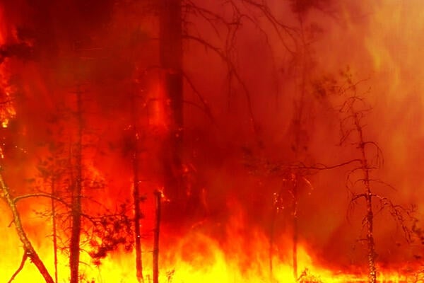 Large fire engulfs trees